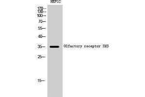 Western Blotting (WB) image for anti-Olfactory Receptor, Family 5, Subfamily M, Member 3 (OR5M3) (Internal Region) antibody (ABIN3186165) (OR5M3 Antikörper  (Internal Region))