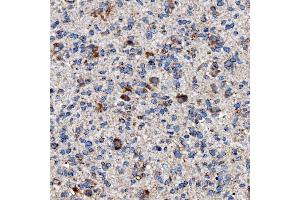 IHC analysis of RAB7/RAB7A using anti-RAB7/RAB7A antibody (ABIN7600597).