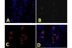 Immunofluorescence analysis of human 293T cells using eGFP (ABIN7073829) at dilution of 1: 1000,A: DAPI nuclear stain ( blue ),B: eGFP protein ( green ),C: Anti-eGFP ( red ),D: Merged (eGFP Antikörper)