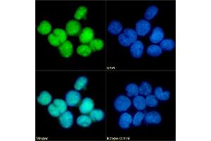 Immunofluorescence staining of fixed U937 cells with anti-CCR5 (phosphoserine 349) antibody E11/19. (Rekombinanter CCR5 Antikörper  (pSer349))