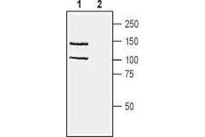 Western blot analysis of human Jurkat T-cell leukemia cell line lysate: - 1. (Neuropilin 1 Antikörper  (Extracellular, N-Term))
