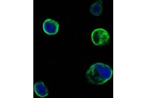 Confocal immunofluorescence analysis of HEK293 cells trasfected with extracellular MUSK (aa24-209)-hIgGFc using MUSK antibody (green). (MUSK Antikörper  (AA 24-209))