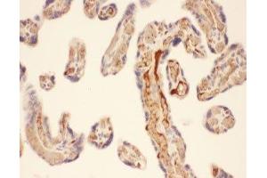 IHC-P: Chymase antibody testing of human placenta tissue (CMA1 Antikörper  (AA 22-247))