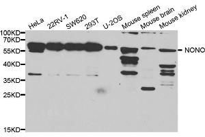 Western blot analysis of extracts of various cell lines, using Nono antibody. (NONO Antikörper)
