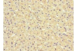 Immunohistochemistry of paraffin-embedded human adrenal gland tissue using ABIN7160510 at dilution of 1:100 (MYORG/KIAA1161 Antikörper  (AA 101-300))