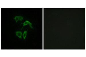 anti-OR2A4/7 (C-Term) antibody