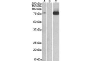 Image no. 1 for anti-Mitogen-Activated Protein Kinase Kinase Kinase 7 (MAP3K7) (Internal Region) antibody (ABIN374690) (MAP3K7 Antikörper  (Internal Region))