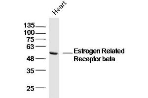 Mouse heart lysates probed with Estrogen Related Receptor beta Polyclonal Antibody, Unconjugated  at 1:300 dilution and 4˚C overnight incubation. (ESRRB Antikörper  (AA 1-100))
