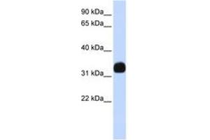 Image no. 1 for anti-Mediator Complex Subunit 27 (MED27) (AA 180-229) antibody (ABIN6742404) (MED27 Antikörper  (AA 180-229))