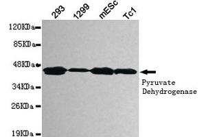 Western blot detection of pyruvate dehydrogenase (lipoamide) alpha 1 in 293,1299,mEsc and Tc1 cell lysates using pyruvate dehydrogenase (lipoamide) alpha 1 mouse mAb (1:1000 diluted). (PDHA1 Antikörper)