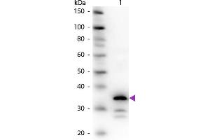 Western Blot of Rabbit Anti-Carboxypeptidase B antibody.