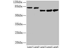 Western blot All lanes: APP antibody at 2. (APP Antikörper  (AA 18-270))