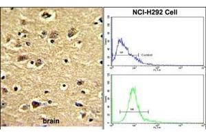 (LEFT)Formalin-fixed and paraffin-embedded human brain with ENTH Antibody (Center), which was peroxidase-conjugated to the secondary antibody, followed by DAB staining. (CLINT1 Antikörper  (AA 222-249))