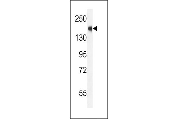 NCOA1 antibody  (C-Term)