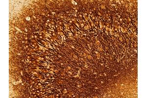 ABIN6259715 and ABIN6273029 at 1/100 staining Mouse colon tissue by IHC-P. (ACADS Antikörper  (C-Term))