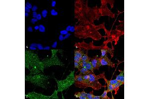 Immunocytochemistry/Immunofluorescence analysis using Rabbit Anti-ATG3 Polyclonal Antibody . (ATG3 Antikörper  (PerCP))