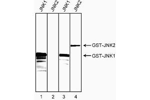 Western blot analysis of bacterial lysates expressing human JNK1 or JNK2 GST fusion proteins. (JNK1/2 Antikörper)