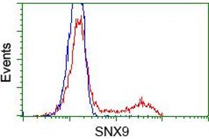 Image no. 1 for anti-Sorting Nexin 9 (SNX9) antibody (ABIN1501045) (SNX9 Antikörper)