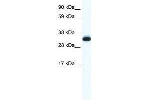 Annexin A5 antibody used at 0. (Annexin V Antikörper  (N-Term))