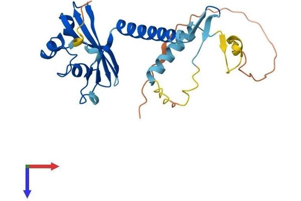 MED6 Protein (AA 1-246) (His tag)