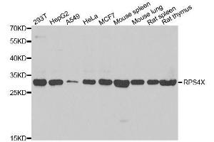 Western blot analysis of extracts of various cell lines, using RPS4X antibody. (RPS4X Antikörper  (AA 66-263))