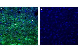 anti-Solute Carrier Family 12 (Potassium/chloride Transporters), Member 8 (Slc12a8) (AA 289-303), (Extracellular), (Loop 4) antibody