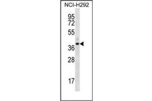 Western blot analysis of OR5I1 Antibody (C-term) in NCI-H292 cell line lysates (35ug/lane).