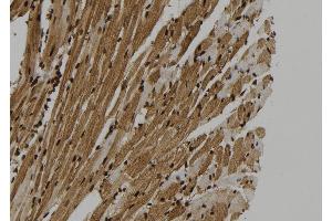 ABIN6273325 at 1/100 staining Mouse heart tissue by IHC-P. (SUGT1 Antikörper  (C-Term))