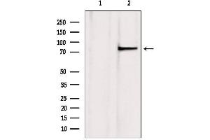 Western blot analysis of extracts from mouse brain, using TLE3 antibody. (TLE3 Antikörper  (Internal Region))
