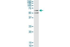 CHRM3 MaxPab polyclonal antibody. (CHRM3 Antikörper  (AA 1-590))