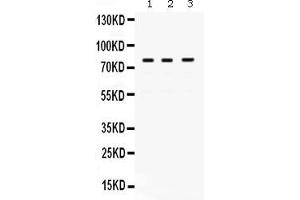 Anti- POLH Picoband antibody, Western blottingAll lanes: Anti POLH  at 0.
