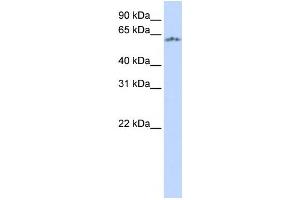 Western Blotting (WB) image for anti-Neuronal PAS Domain Protein 1 (NPAS1) antibody (ABIN2457973)