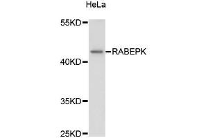 Western blot analysis of extracts of HeLa cells, using RABEPK antibody (ABIN5972462) at 1:3000 dilution. (RABEPK Antikörper)