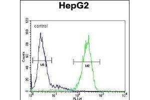 SERPINH1 Antibody (C-term) (ABIN391547 and ABIN2841496) flow cytometric analysis of HepG2 cells (right histogram) compared to a negative control cell (left histogram). (SERPINH1 Antikörper  (C-Term))