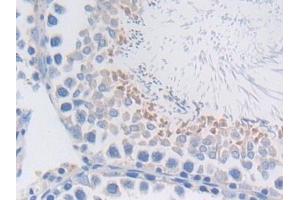 Detection of MFGE8 in Rat Testis Tissue using Polyclonal Antibody to Milk Fat Globule EGF Factor 8 (MFGE8) (MFGE8 Antikörper  (AA 73-421))