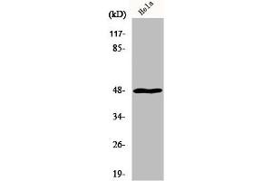 Western Blot analysis of HuvEc cells using MRP-S27 Polyclonal Antibody (MRPS27 Antikörper  (N-Term))