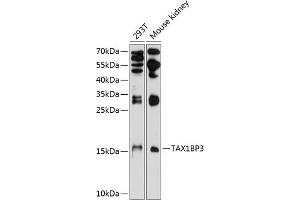 Western blot analysis of extracts of various cell lines, using TBP3 antibody (ABIN6132715, ABIN6148871, ABIN6148872 and ABIN6224780) at 1:1000 dilution. (TAX1BP3 Antikörper  (AA 1-124))