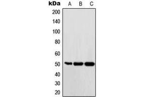 Western blot analysis of c-Maf expression in Ramos (A), HUVEC (B), HeLa (C) whole cell lysates. (MAF Antikörper  (C-Term))