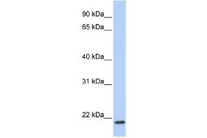Western Blotting (WB) image for anti-Transmembrane Protein 35 (TMEM35) antibody (ABIN2459318)