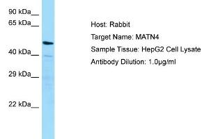 Host: RabbitTarget Name: MATN4Antibody Dilution: 1. (MATN4 Antikörper  (N-Term))