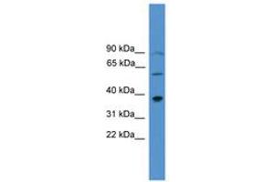 Image no. 1 for anti-Paired-Like Homeodomain 1 (PITX1) (AA 160-209) antibody (ABIN6745407) (PITX1 Antikörper  (AA 160-209))