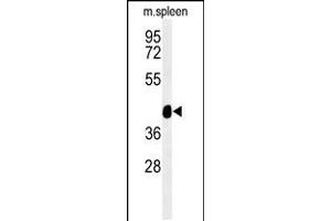 Western blot analysis of TEKT4 Antibody in mouse spleen tissue lysates (35ug/lane) (Tektin 4 Antikörper  (AA 132-161))