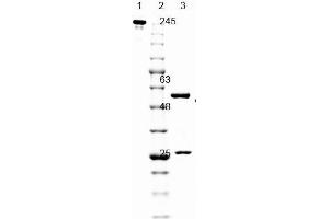 SDS PAGE of Mouse anti-GFP antibody. (GFP Antikörper  (GFP tag))