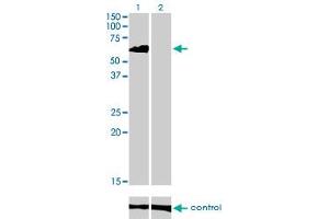 Western blot analysis of EIF4G3 over-expressed 293 cell line, cotransfected with EIF4G3 Validated Chimera RNAi (Lane 2) or non-transfected control (Lane 1). (EIF4G3 Antikörper  (AA 1-515))
