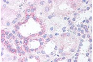 Human Renal Tubular Epithelium (formalin-fixed, paraffin-embedded) stained with NOXO1 antibody ABIN297330 at 10 ug/ml followed by biotinylated anti-goat IgG secondary antibody ABIN481715, alkaline phosphatase-streptavidin and chromogen. (NOXO1 Antikörper  (AA 363-376))
