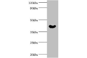 Western blot All lanes: Cytoplasmic protein NCK1 antibody at 4 μg/mL + Rat liver tissue Secondary Goat polyclonal to rabbit IgG at 1/10000 dilution Predicted band size: 43, 36 kDa Observed band size: 43 kDa (NCK1 Antikörper  (AA 58-377))