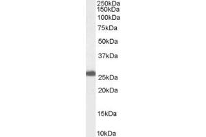 Western Blotting (WB) image for anti-Progesterone Receptor Membrane Component 1 (PGRMC1) (C-Term) antibody (ABIN2466103) (PGRMC1 Antikörper  (C-Term))