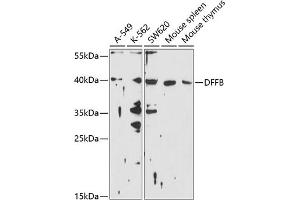Western blot analysis of extracts of various cell lines, using DFFB antibody (ABIN6130028, ABIN6139552, ABIN6139553 and ABIN6214240) at 1:1000 dilution. (DFFB Antikörper  (AA 109-338))