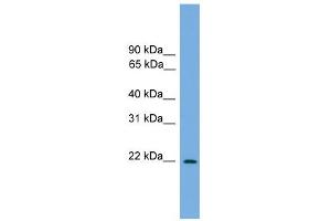 WB Suggested Anti-Jundm2 Antibody Titration:  0. (JDP2 Antikörper  (N-Term))
