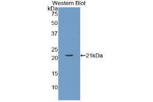 Western blot analysis of the recombinant protein. (APOC3 Antikörper  (AA 21-99))
